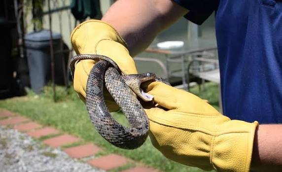 Snake Management